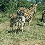 zebror i det vilda
